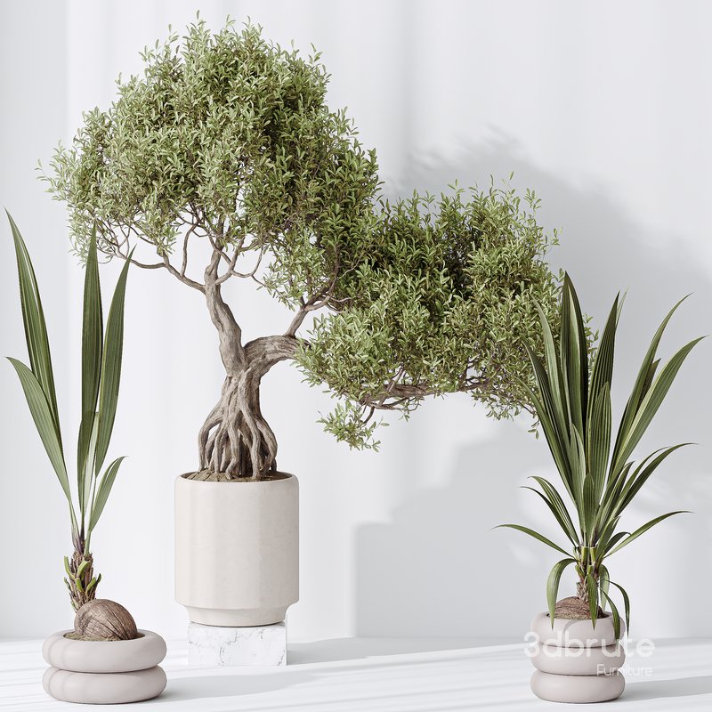 Indoor plant set 20 Image 3