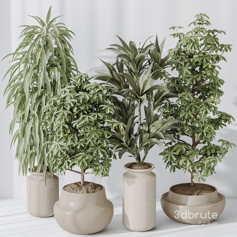 Indoor plant set 24 Image 3