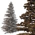 Cedrus deodara04 - Thumbnail 2