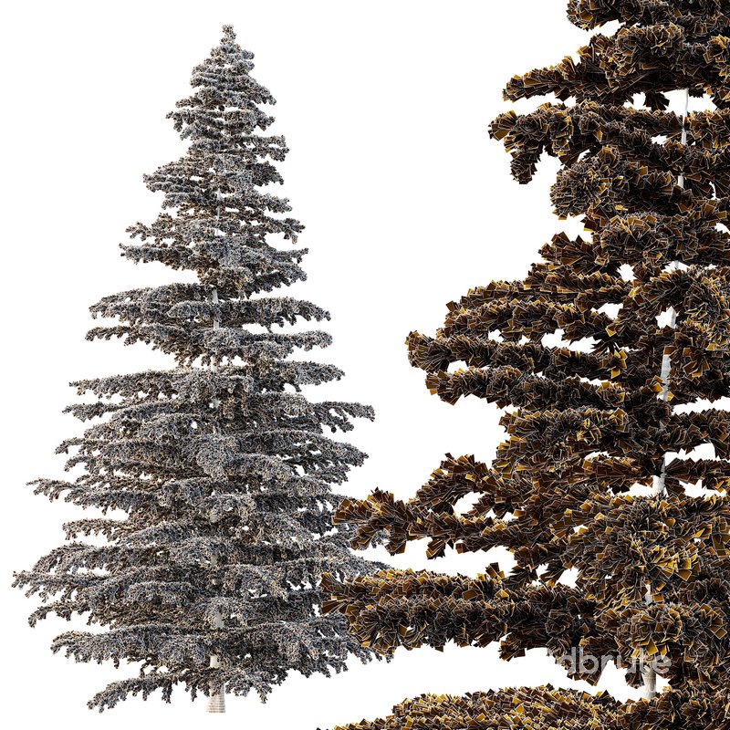 Cedrus deodara04 Image 2