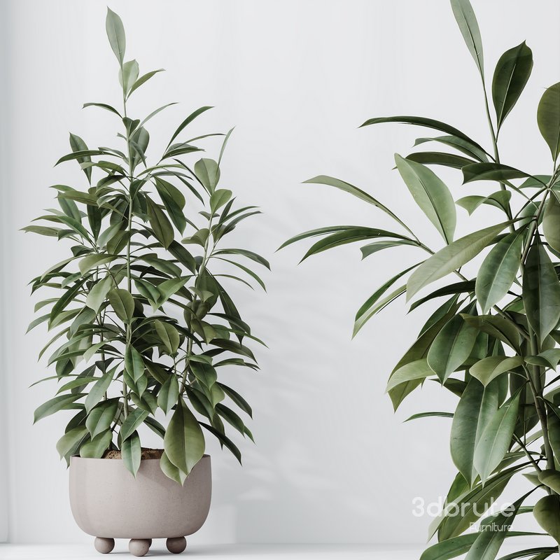 HQ HousePlants Ficus Cyathistipula African Fig Set02 Image 4