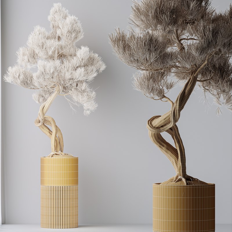 HousePlants Bonsai Pinus Pentaphylla Thunbergii10 Image 2