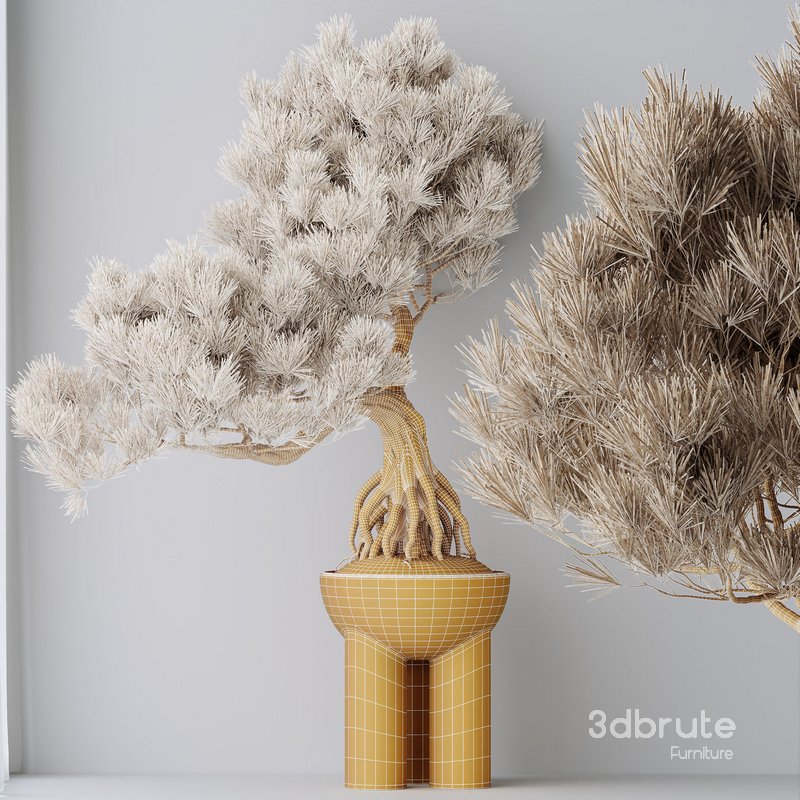 HQ HousePlants Bonsai Pinus Pentaphylla Thunbergii11 Image 3