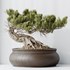 HousePlants Bonsai Pinus Pentaphylla Thunbergii09 - Thumbnail 5