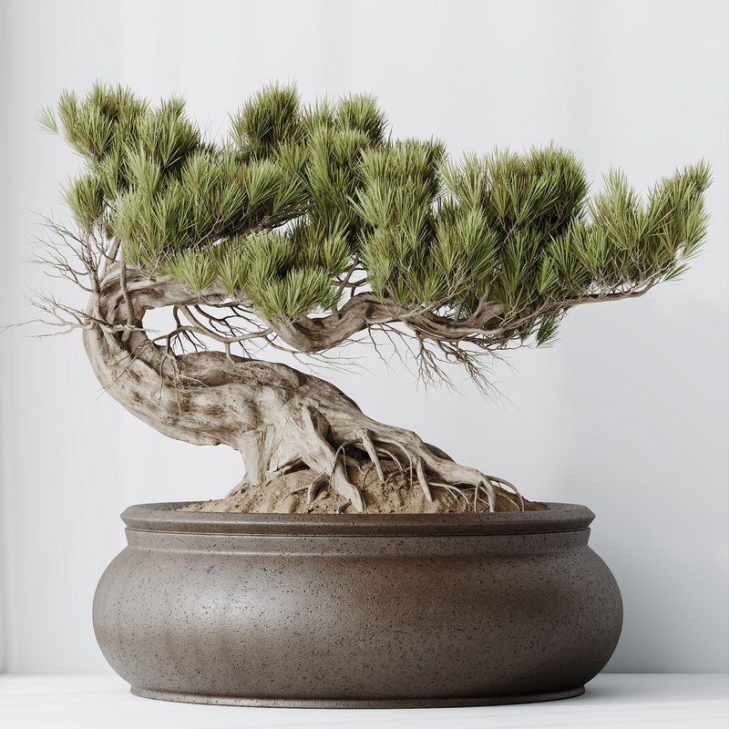 HousePlants Bonsai Pinus Pentaphylla Thunbergii09 Image 5