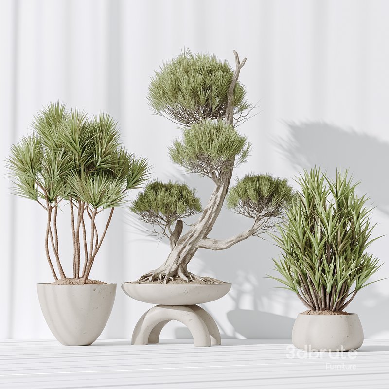 Indoor plant set 28 Image 2