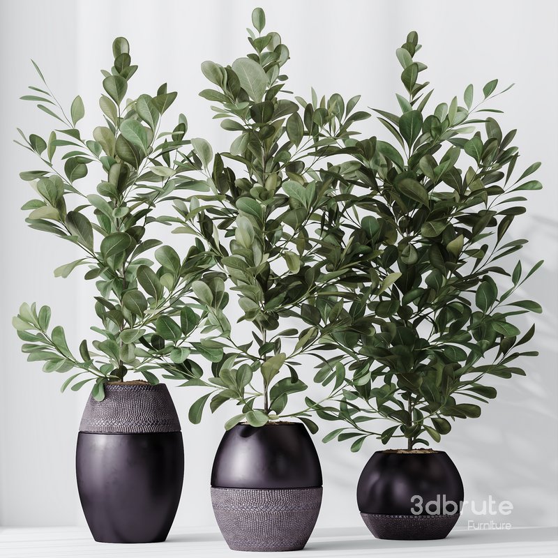 HousePlants Ficus Microcarpa Moclame Indian Laurel Set02 Image 4