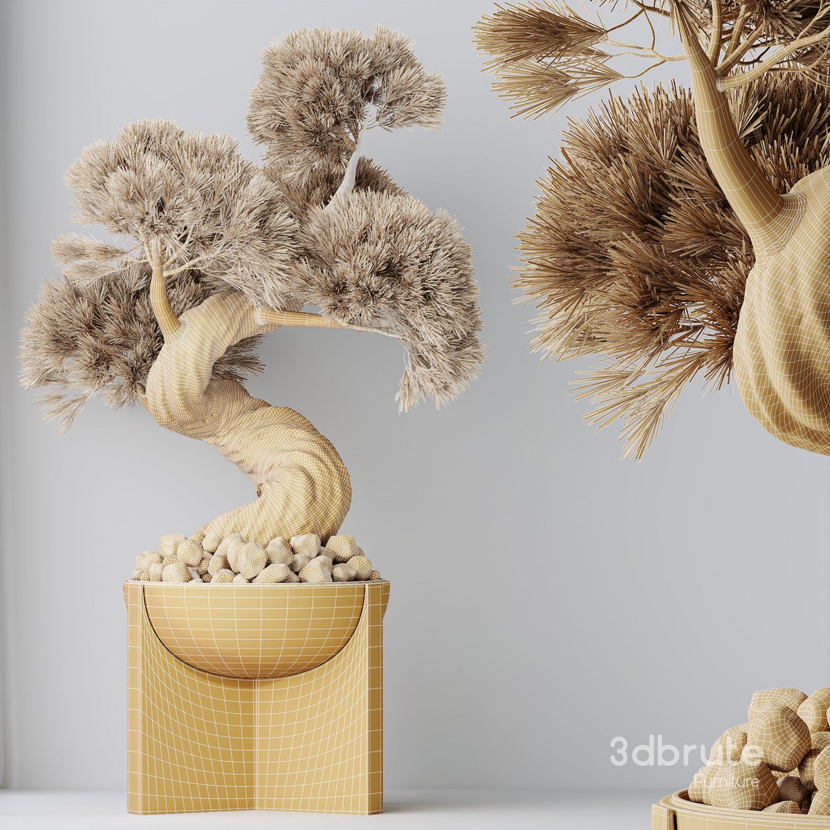 HQ HousePlants Bonsai Pinus Pentaphylla Thunbergii04 Image 4