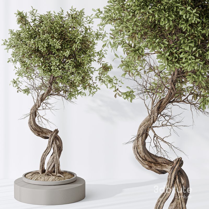 Indoor plant set 16 Image 7