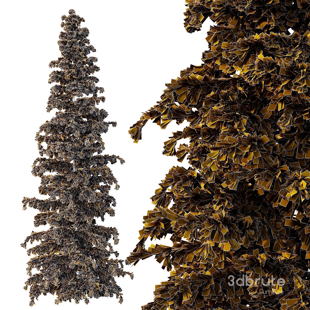 Cedrus deodara07 Image 3