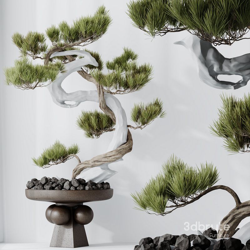 HQ HousePlants Bonsai Pinus Pentaphylla Thunbergii03 Image 5