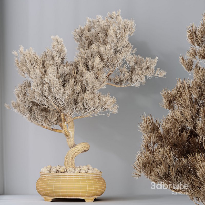 HQ HousePlants Bonsai Pinus Pentaphylla Thunbergii12 Image 4