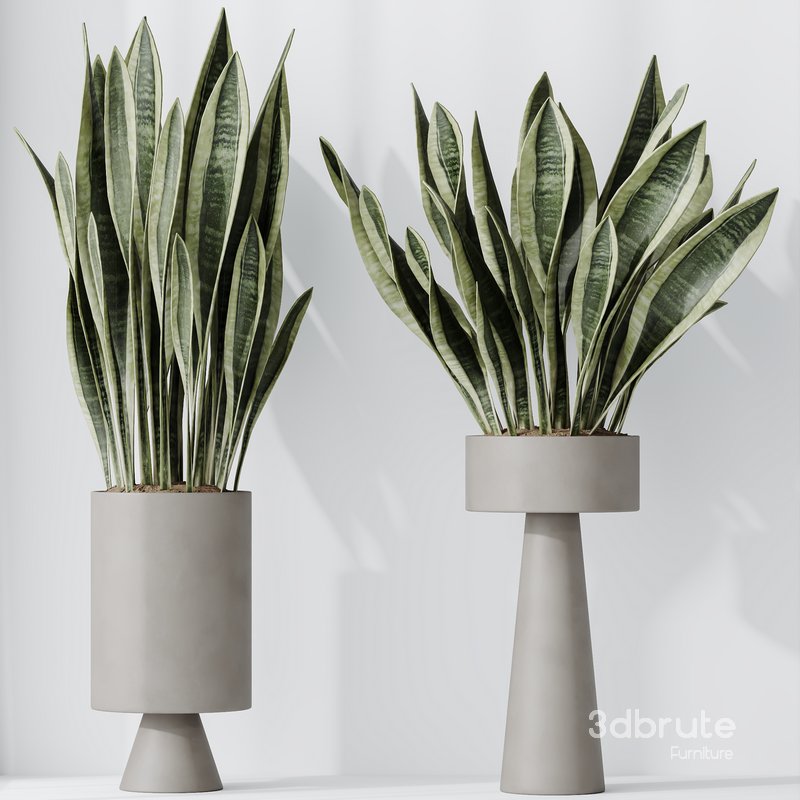 Indoor plant set 05 Image 3