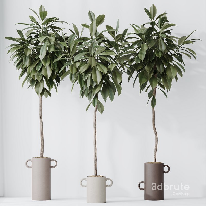 HousePlants Ficus Cyathistipula African Fig Set03 Image 4