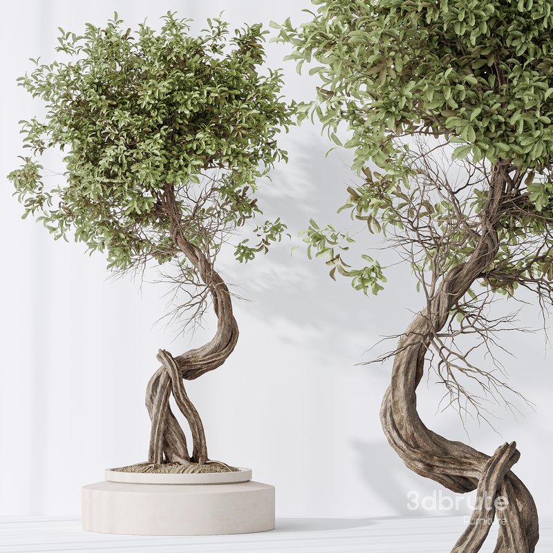 Indoor plant set 15 Image 5