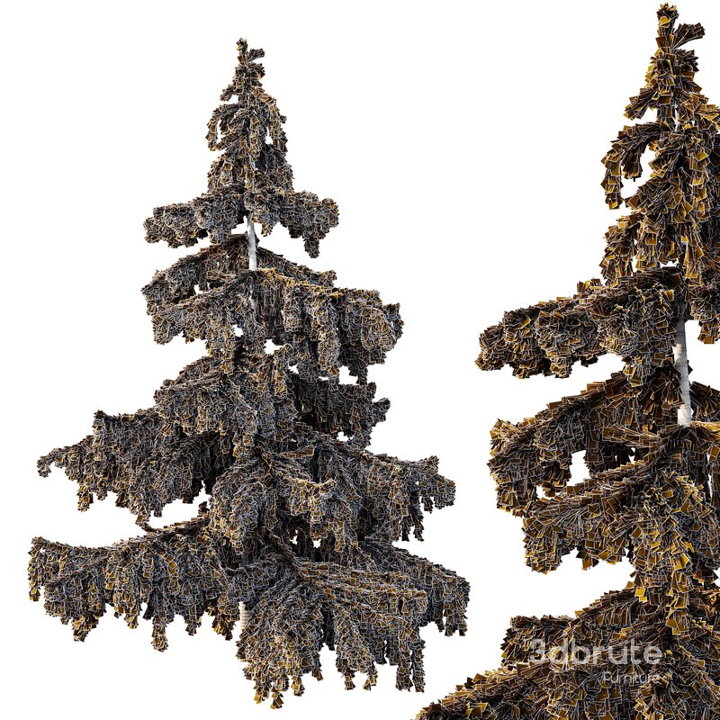 Cedrus deodara03 Image 2