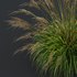 Grass 03 - Thumbnail 6