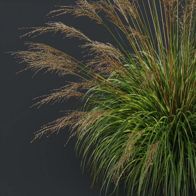 Grass 03 Image 6
