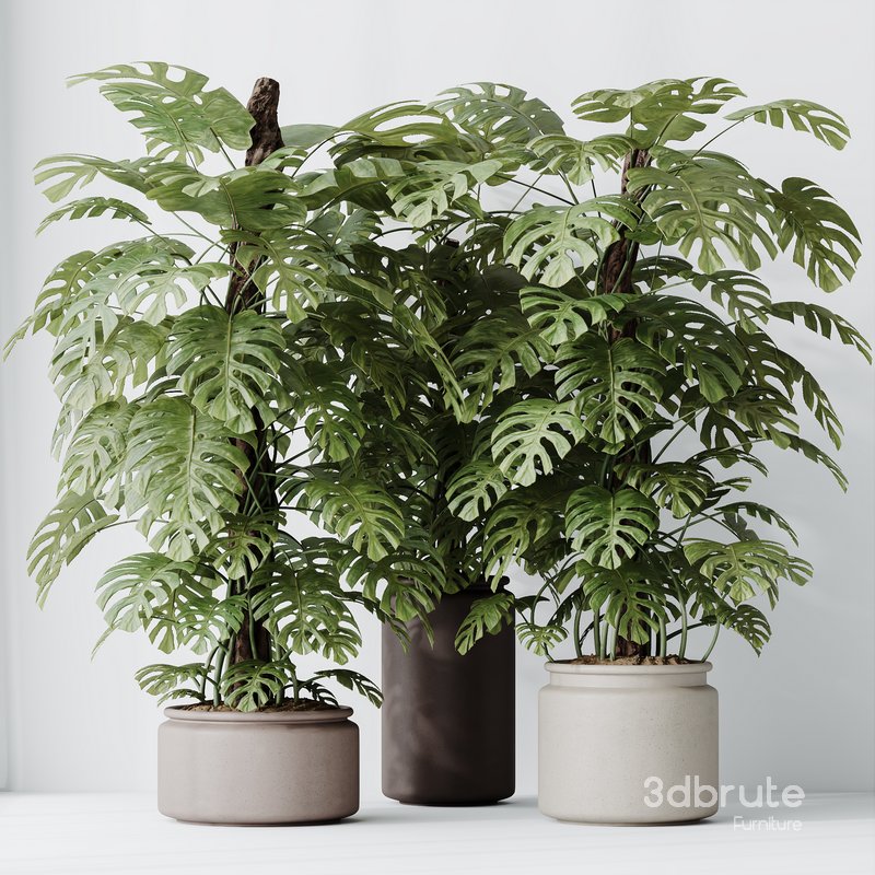 HousePlants Elegant Monstera Deliciosa Large Leaf Form Swiss Cheese Image 2