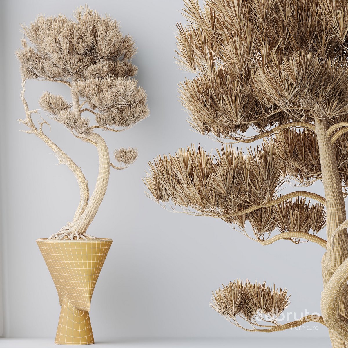 HQ HousePlants Bonsai Pinus Pentaphylla Thunbergii05 Image 3