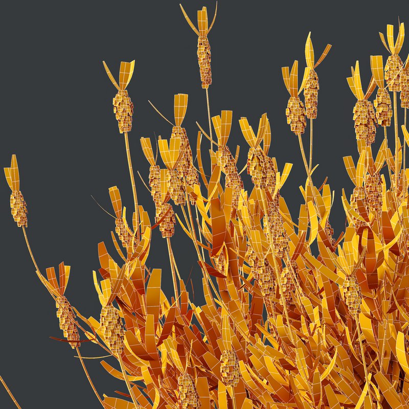 spring Flowering bush Image 5