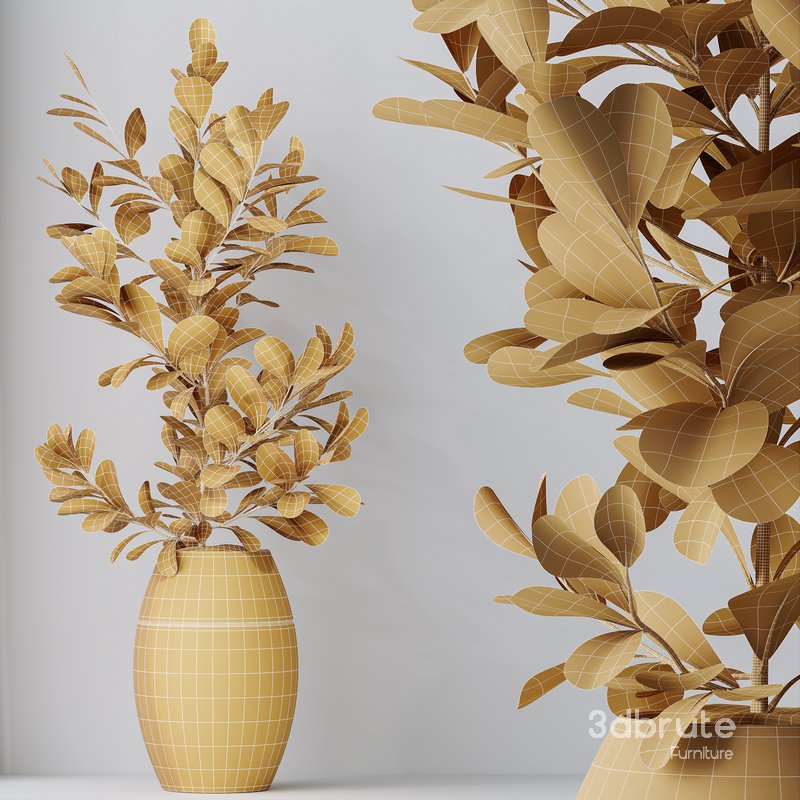 HousePlants Ficus Microcarpa Moclame Indian Laurel Set02 Image 5