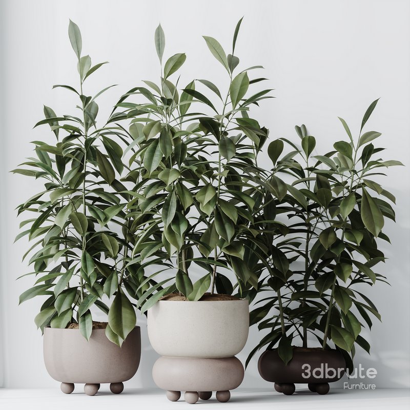 HQ HousePlants Ficus Cyathistipula African Fig Set02 Image 5