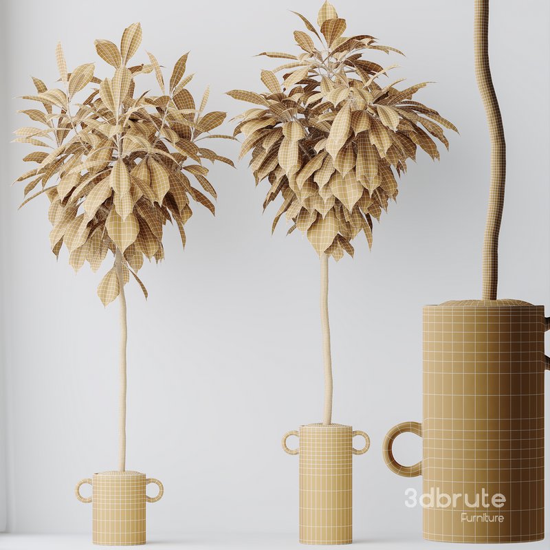 HousePlants Ficus Cyathistipula African Fig Set03 Image 5