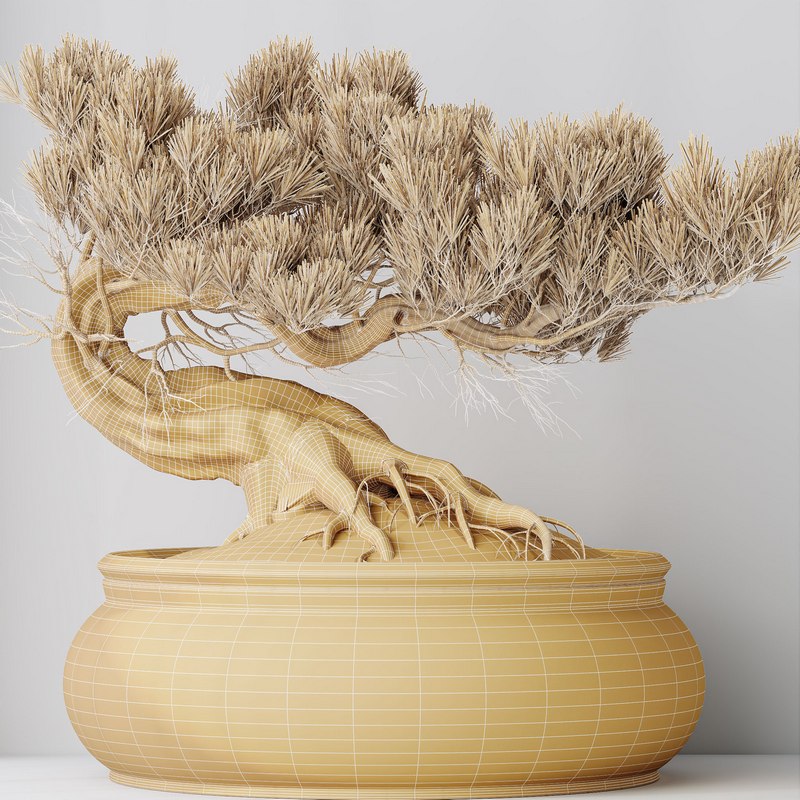 HousePlants Bonsai Pinus Pentaphylla Thunbergii09 Image 3