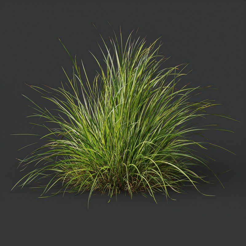 Grass 03 Image 4