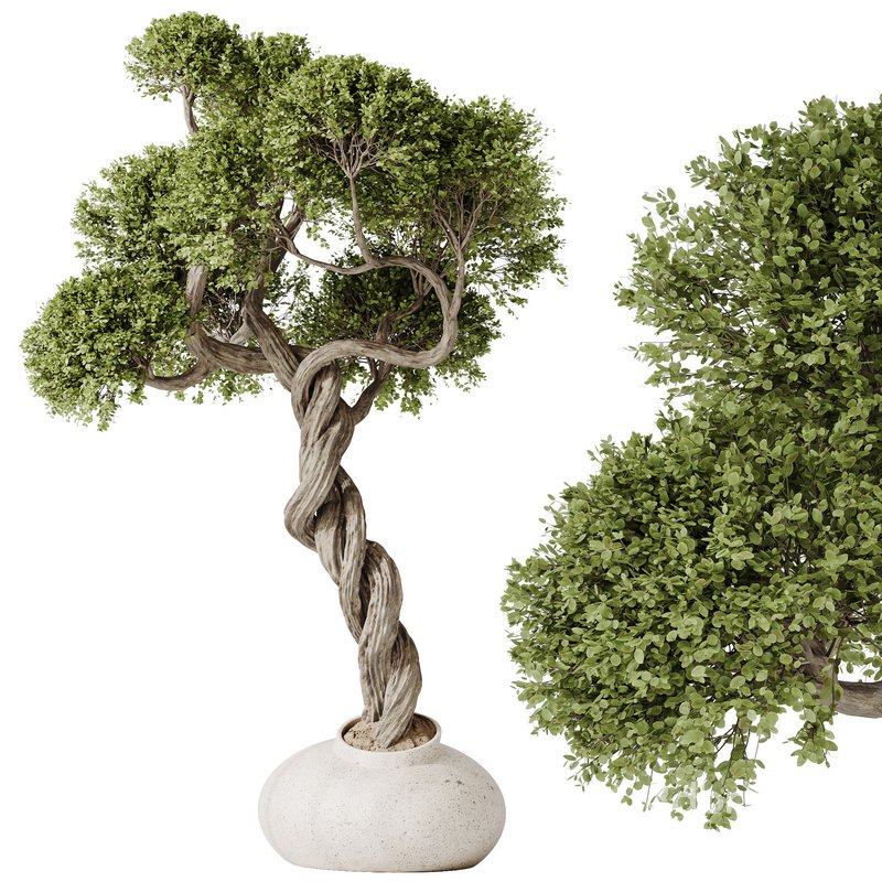 indoor plant set 13 Image 5