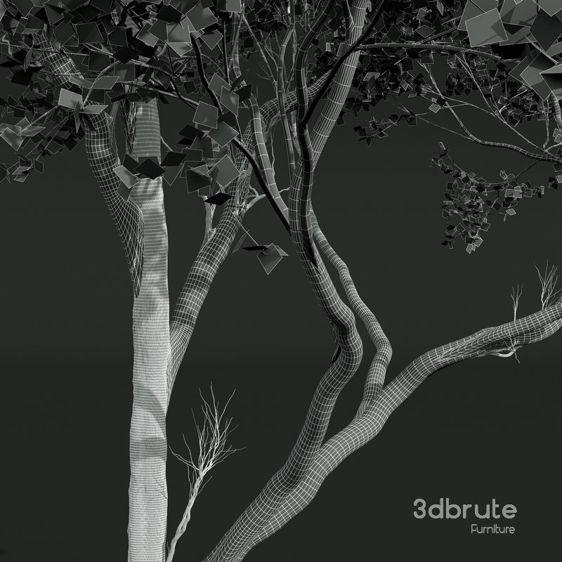 Acer Pseudoplatanus Image 3