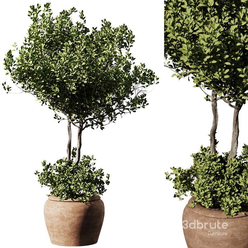 Outdoor Plant Set58 – olive in pot Image 1