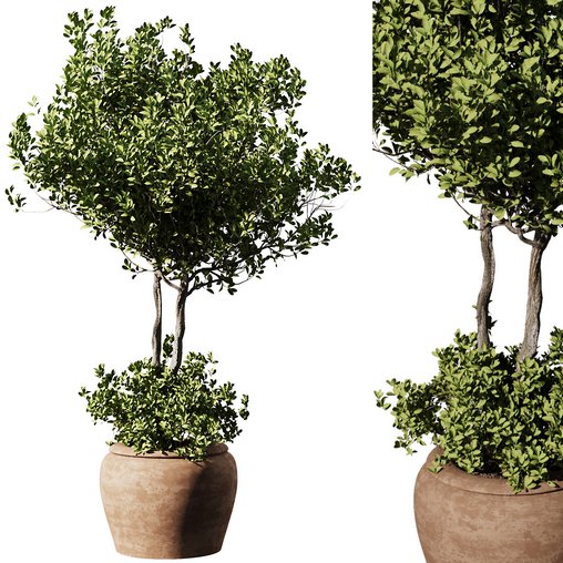 Outdoor Plant Set58 – olive in pot