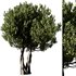 Olive Tree Set14 - Thumbnail 1