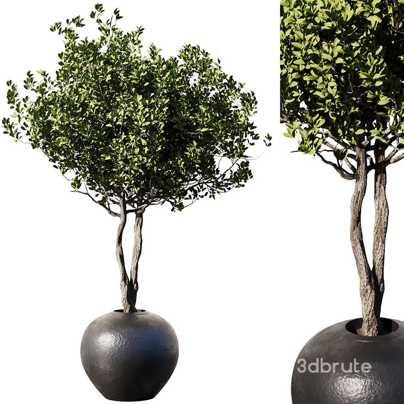 Indoor Plant Set57 – Olive pot Image 1