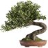 Bonsai Tree set6 - Thumbnail 1