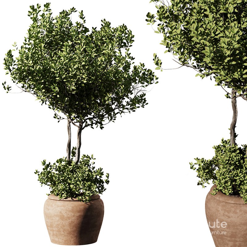 Outdoor Plant Set58 – olive in pot Image 2