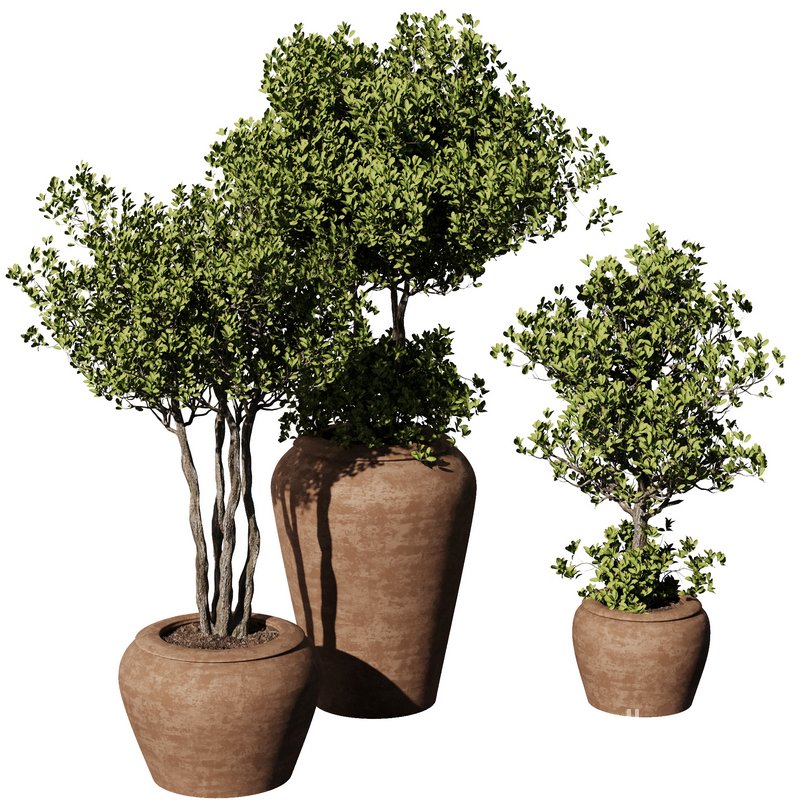 Indoor Plant Set55 – Olive in pot Image 2