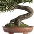 Bonsai Tree set6 - Thumbnail 3