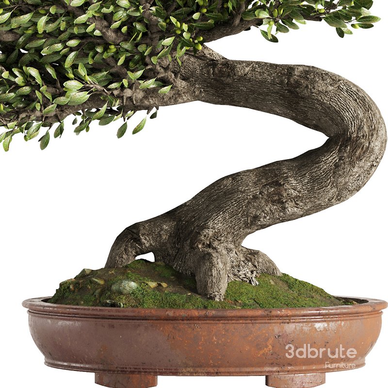 Bonsai Tree set6 Image 3