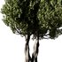 Olive Tree Set14 - Thumbnail 2