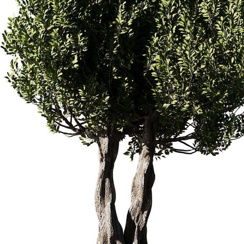 Olive Tree Set14 Image 2