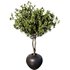Indoor Plant Set57 – Olive pot - Thumbnail 2