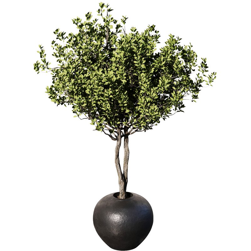 Indoor Plant Set57 – Olive pot Image 2