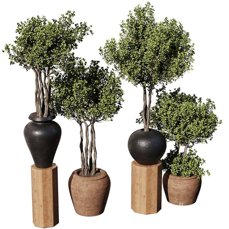 Indoor Plant Set56 – olive in old pot Image 6