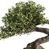Bonsai Tree set6 - Thumbnail 2