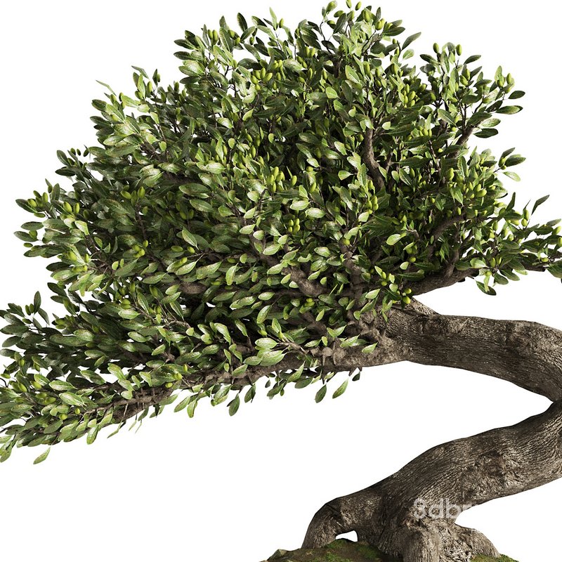 Bonsai Tree set6 Image 2