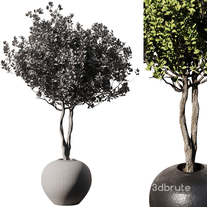 Indoor Plant Set57 – Olive pot Image 3