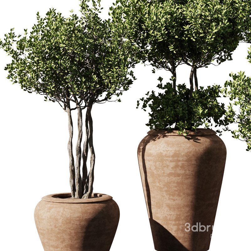 Indoor Plant Set55 – Olive in pot Image 3